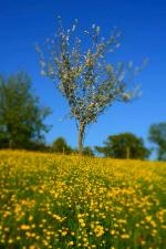 Blossom and butter cups. Â©Â Phil Pickin © Phil Pickin