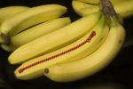 Zipped banana © CHRIS PEARSALL