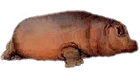 a hippo