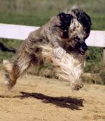 Afghan Racing in Sussex   Â© Bruce Tanner &copy; Bruce Tanner